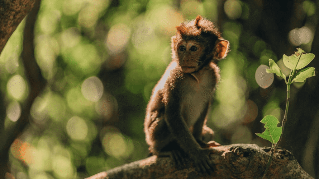 monkey-forest (3)
