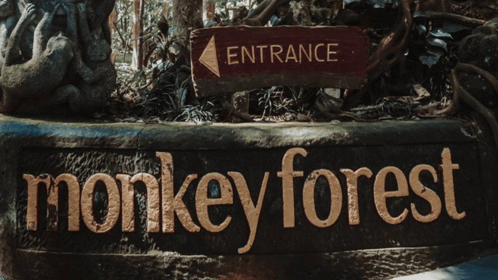 monkey-forest (4)