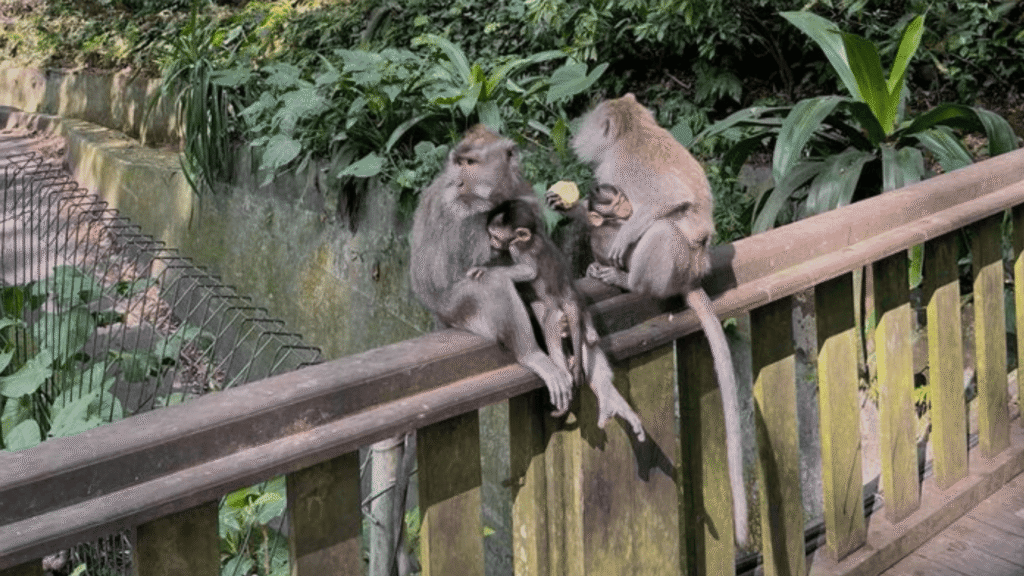monkey-forest (5)